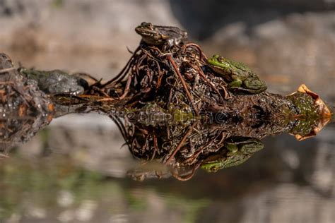 One Pool Frog Is Swimming In The Vegetation Area Pelophylax Lessonae