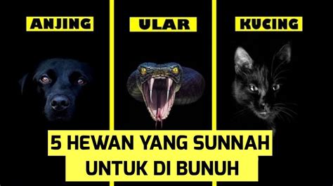 5 Hewan Yang Disunnahkan Untuk Dibunuh Meski Di Tanah Haram Sekalipun