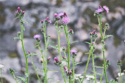 Thistles Plants Bloom Free Photo On Pixabay Pixabay