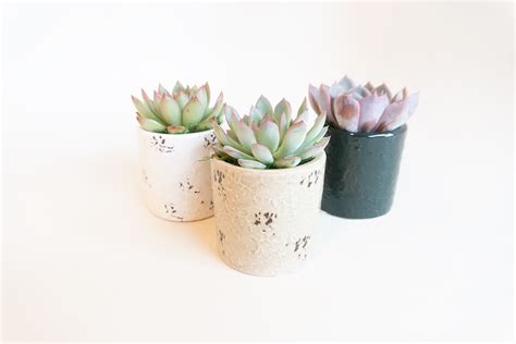 Distressed Dolomite Succulent Planter Treecard Plants