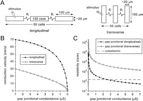 Gap Junctions In Cardiovascular Disease Circulation Research