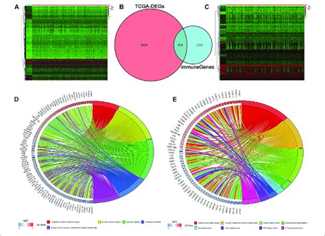 Identification Of Differentially Expressed Irgs A The Heatmap Of Download Scientific