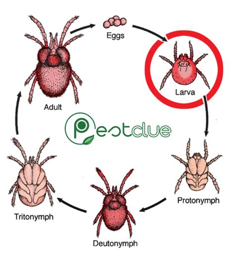 Clover Mites vs Chiggers: Identification and Differences | Pestclue