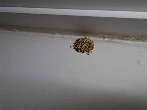 [San Jose,Ca]Are these insect eggs? Found on the window sill ...