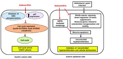 The Inhibitory Effect Of Astaxanthin On Hyperproliferation And Cellular