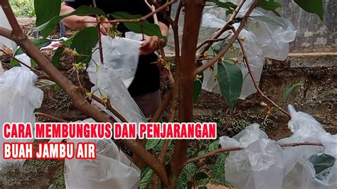 Cara Membungkus Dan Penjarangan Buah Jambu Air Madu Deli Hijau Di