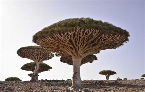 The Dragon's Blood tree is one of the strangest trees in the world