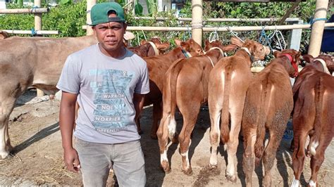 Harga Sapi Pedetan Mas Fuad Pasar Hewan Muntilan Youtube