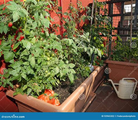 Lista 105 Foto Cultivo Del Tomate Al Aire Libre Cena Hermosa