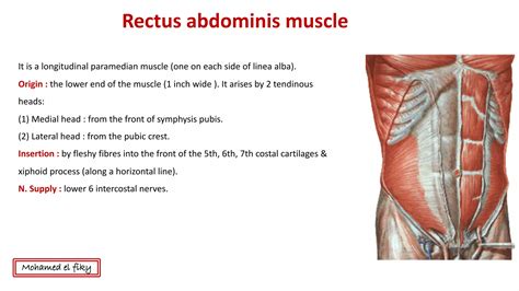 Anatomy Of Anterior Abdominal Wall Ppt