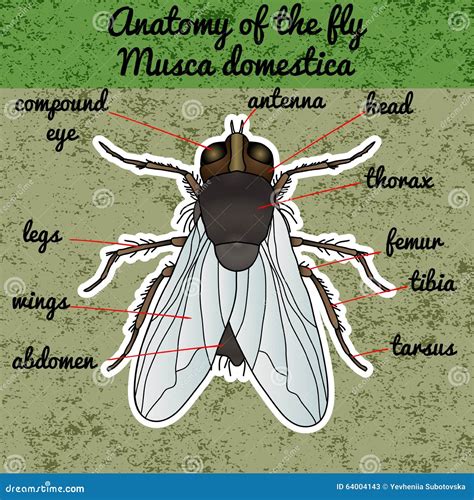 Insect Anatomy. Sticker Fly. Musca Domestica.. Insect. a Realistic Fly. Fly Silhouette. Fly ...