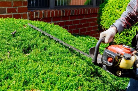 Hedge Trimmer Vs. Chainsaw (With a Comparison Table)