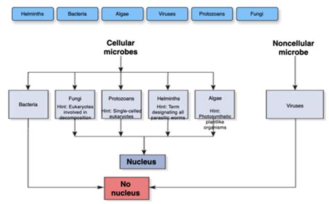 Types Of Microorganisms Chart