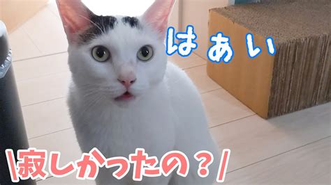 たくさんお喋りしてみんなに甘えたい日のお喋り猫チロさん Youtube