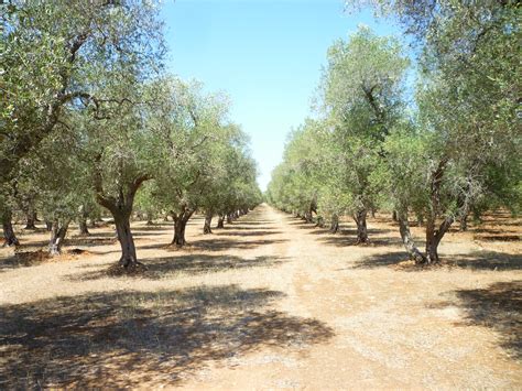 Free Images Tree Trail Green Ranch Soil Agriculture Plantation