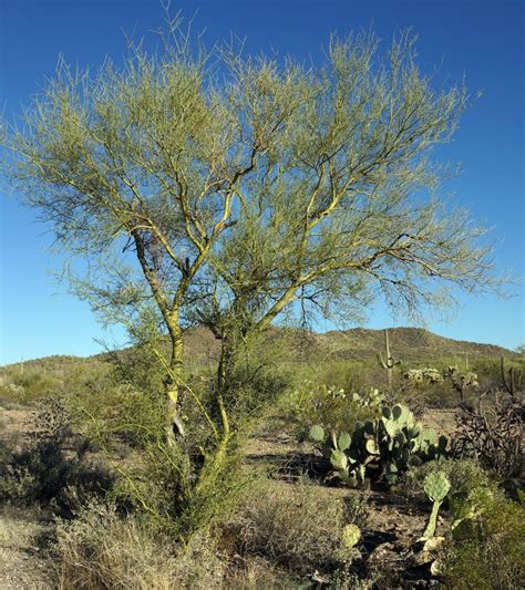 Palo Verde Tree Stock Photo - Image: 38789327