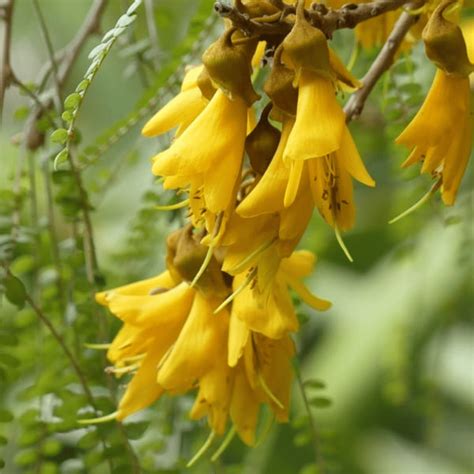 Buy Kowhai by Kings Seeds online - Kings Seeds NZ