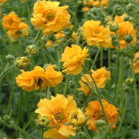 Geum Lady Stratheden Damhead Nursery