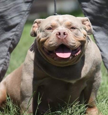 American Bully Pocket Criadero de American Bullys Pocket en España