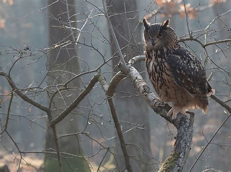 European Eagle Owl Bubo Bubo Understanding Its Majestic Presence