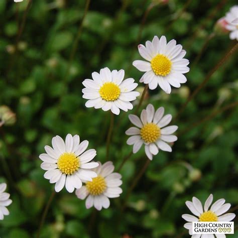 Miniature Mat Daisy Bellium Unique Plants Perennial Plants High