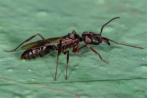 Premium Photo Adult Female Winged Trap Jaw Queen Ant Of The Genus