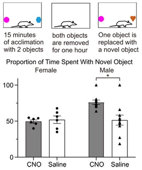 Ijms Free Full Text Sex Differences In The Hypothalamic Oxytocin