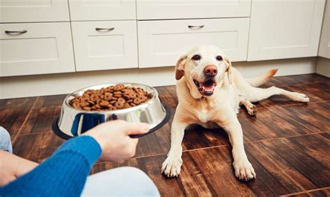 How to Create a Dog Feeding Schedule