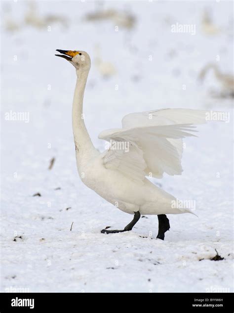 Singschwan Cygnus Cygnus Rastvogel Schwan Singschwan Tier Voegel