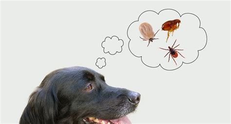 Fleas Vs Ticks Similarities And Differences Activebeat