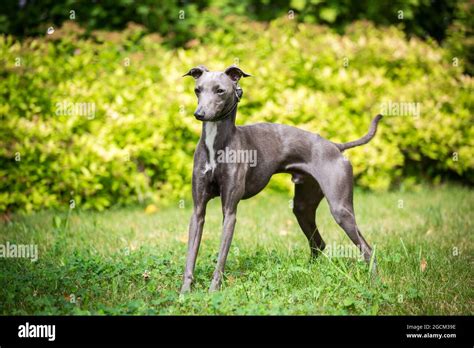 Kleiner Italienischer Windhund Fotos Und Bildmaterial In Hoher