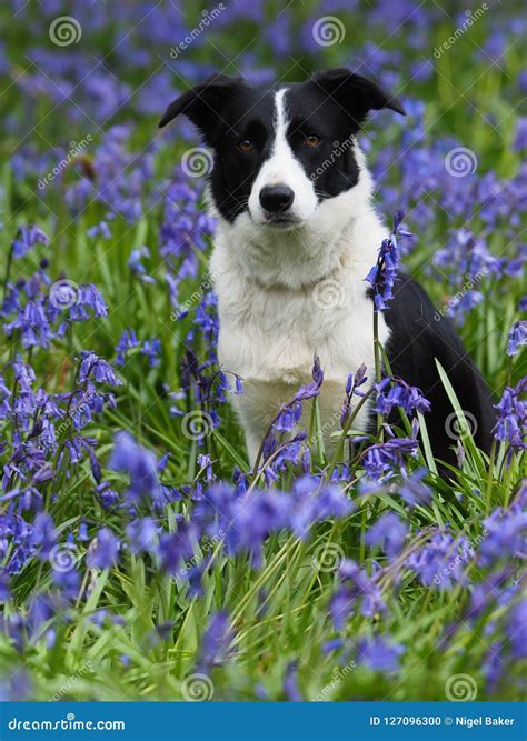 Beautiful Dog in Flowers stock photo. Image of friend - 127096300