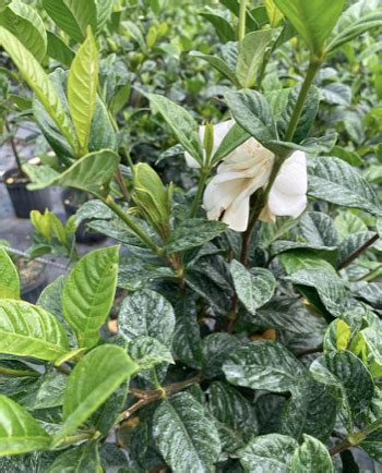 Cape Jasmine Gandharaj Gardenia Augusta Gardenia Jasminoides Miami