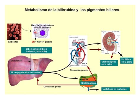 Metabolismo De La Bilirrubina Biotecnofil Flickr