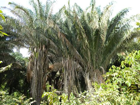 Palma De Cuesco American Oil Palm Project Noah