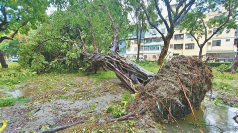 高雄逾600棵樹倒 大樹連根拔起 海葵襲台釀災 地方 聯合新聞網