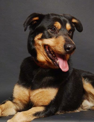 Full Grown German Shepherd Rottweiler Mix