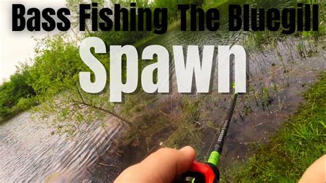 Pond Fishing For Bass During The Bluegill Spawn Youtube