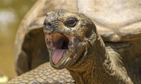 190 Jahre alt älteste Schildkröte der Welt Sieu Thi Do Noi That