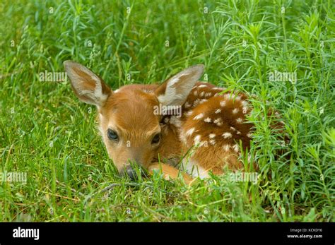 White Tailed Deer Fawn Hi Res Stock Photography And Images Alamy