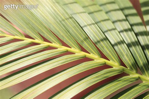 Close Up Green Palm Leaf Texture 이미지 1587452837 게티이미지뱅크