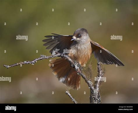 Jays birds songbirds jay bird hi-res stock photography and images - Alamy