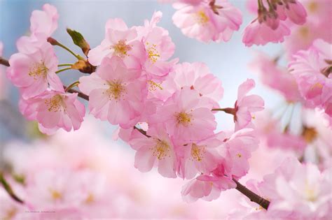 Cherry Blossom Backgrounds (61+ pictures) - WallpaperSet