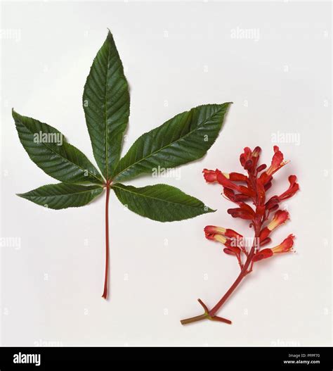 Aesculus pavia (Red buckeye), upright flowerhead or spire of red flowers, and a leaf Stock Photo ...