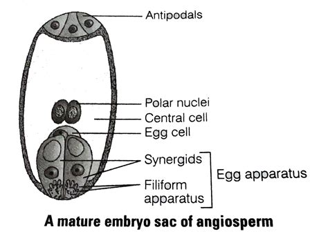 With A Neat Labelled Diagram Describe The Parts Of A Mature Angiospe