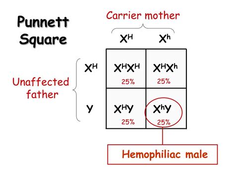 Hemophilia Inheritance Punnett Square