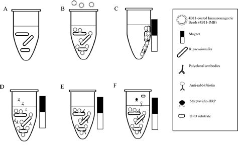 Figure 1 From Development Of An Immunomagnetic Separation Elisa For The