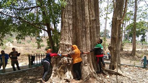 Jati Denok Di Hutan Blora Pohon Jati Terbesar Di Dunia Regional