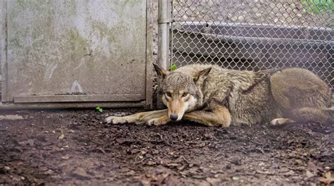 Historic Release Of Eight Endangered American Red Wolves Reflection