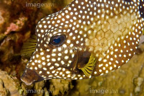 【珊瑚礁 ひれ 動物 水中 生物学 生物海洋学】の画像素材64040682 写真素材ならイメージナビ